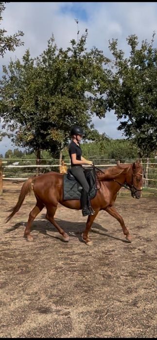 Horse for sale/cavalo a vende