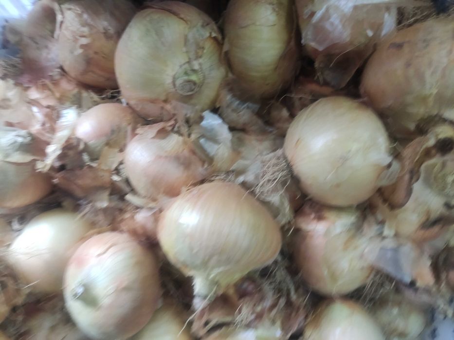 Cebola restauração ou casa portuguesa excelente