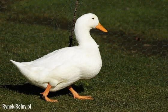 Gęsi kaczki kury Kokoszki kolorowe drób certyfikowana ferma