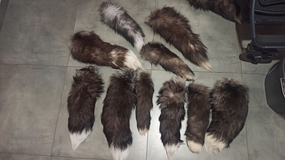 2 ogony z Lisa srebrnego i Lisa czarnego