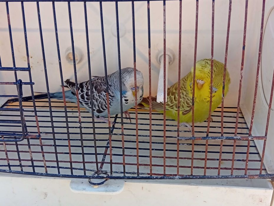 Pyrrulas red rumped periquitos caturras e casal de degolados