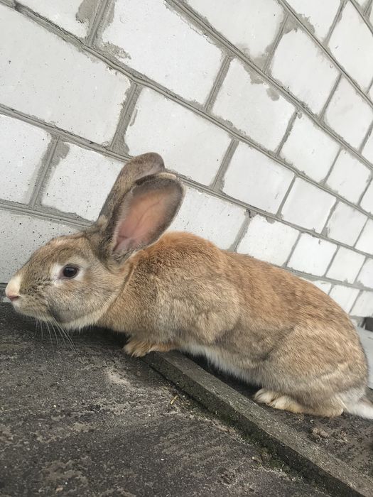 Кролиці, кроленята