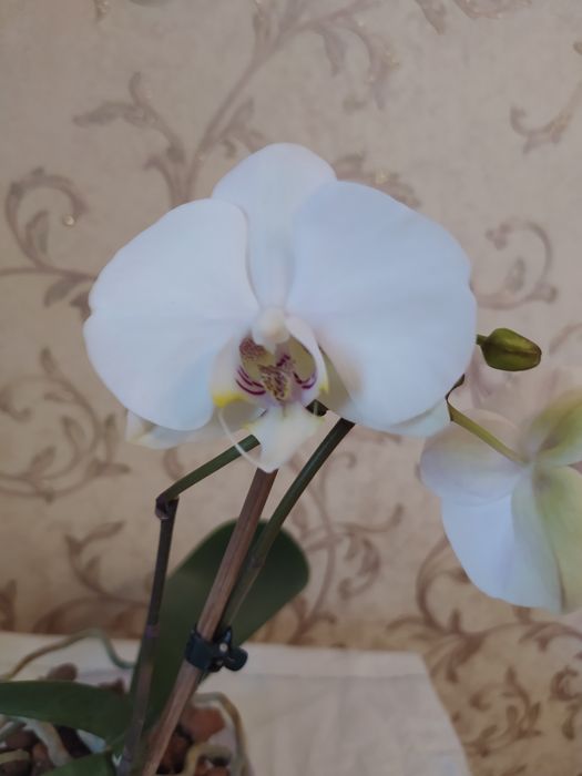 Продам дві орхідеї.