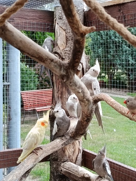 Papugi nimfy białogłowe tegoroczne