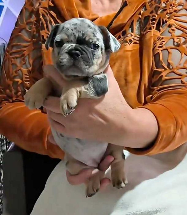 Французский бульдог девочка Блу тан