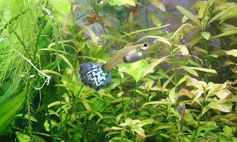 Gupik pawie oczko - narybek, rybki do akwarium