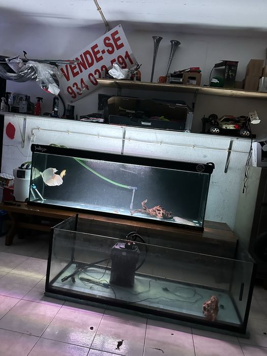 Aquário / Aquarios  grandes / terrario