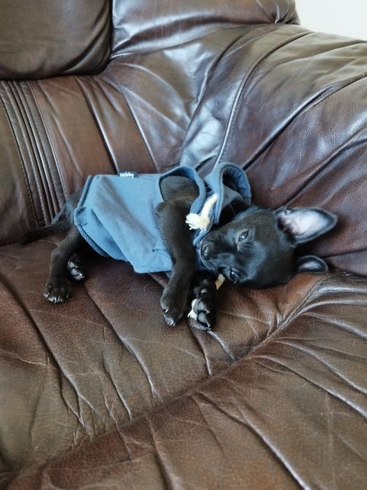 Chihuahua malutki piesek