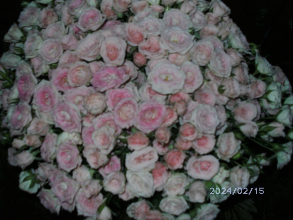 Цифровий фотоапарат Ergo