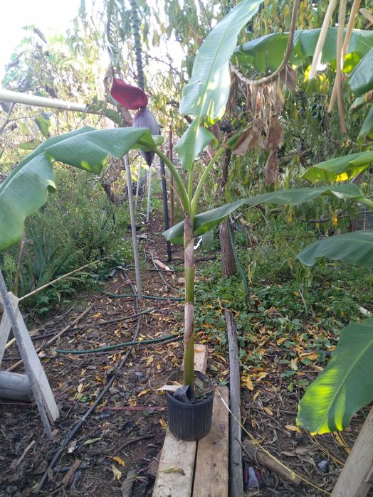 Bananeiras da Madeira e bananas-pão