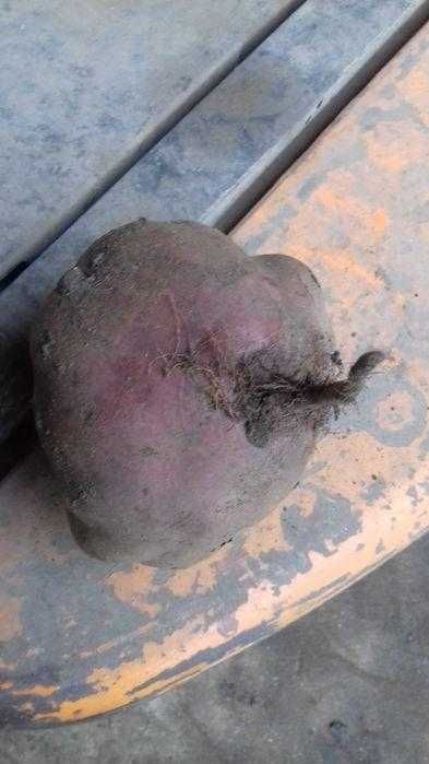 Buraki czerwony Gruby paszowy