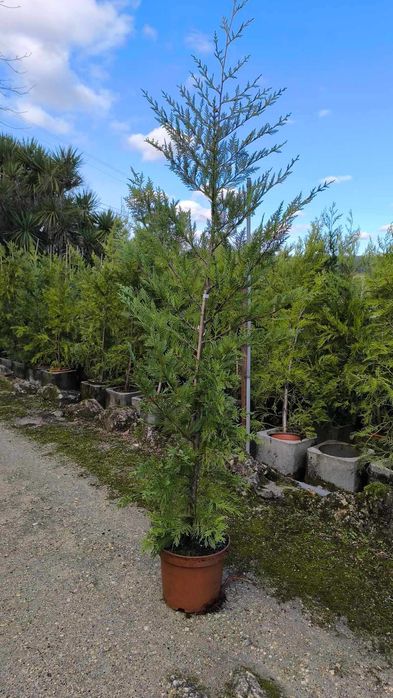 Cupressus Leylandii e Cupressus Leylandii Variegata