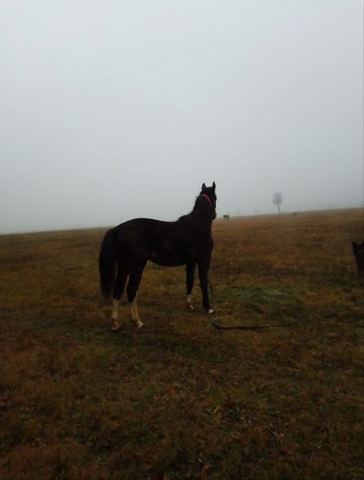 Sprzedam Klacz Śląską i ogiera Halfingera