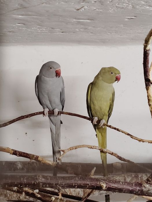 Aleksandretty obrożne.