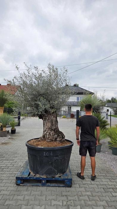 Duże, okazałe drzewko oliwne