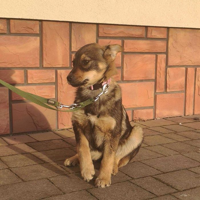 Bambi - młoda suczka szuka domu