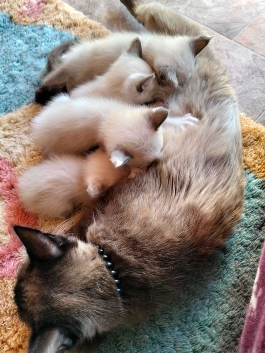 Gatinhos siamês bebés