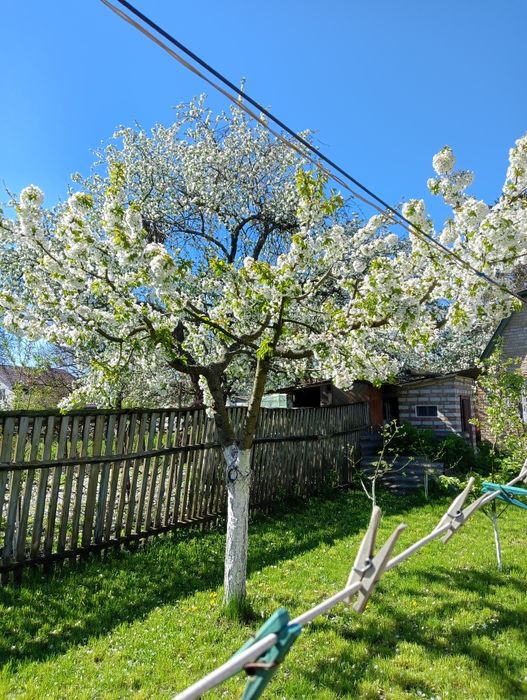 Обрізка фруктових дерев
