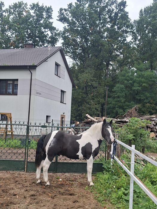 Ogerek zimno krwisty