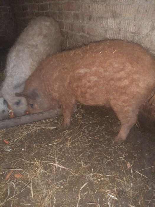 продам поросят 4.5 месяца