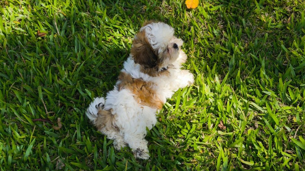 Shih-Tzu macho disponível