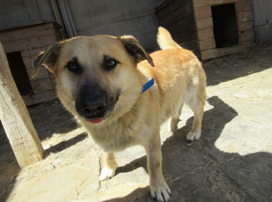 Natanek do adopcji
