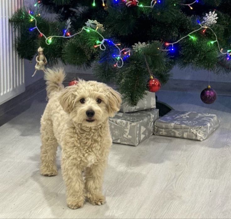 Красунчик Хлопчик Мальтіпу F1 під Ялинку