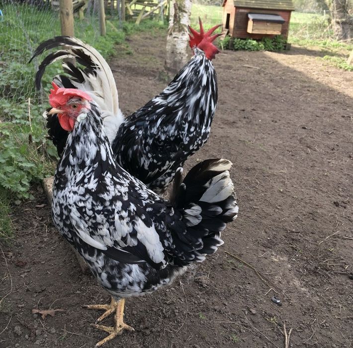 Jaja legowe Leghorn Exchequer
