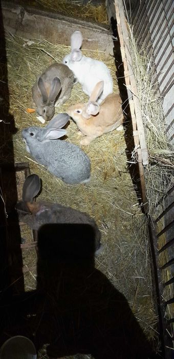 Króliki, olbrzym belgijski
