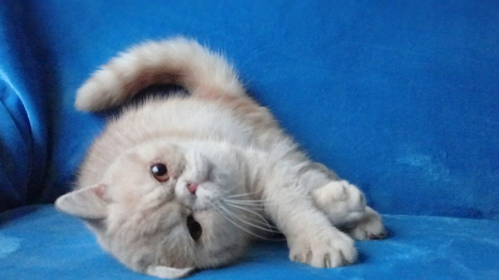 Подрощенный кремовый