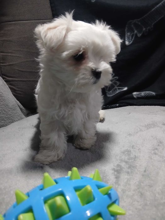 maltańczyk piękne pieski, suczka i piesek xs rodowód krótka kufa!