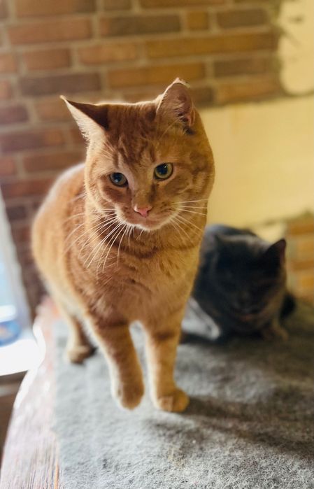 Котята котики рыжий котик мальчик