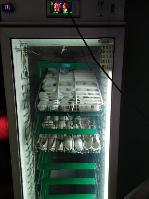 Мамути гуси.Яйце інкубаційне.