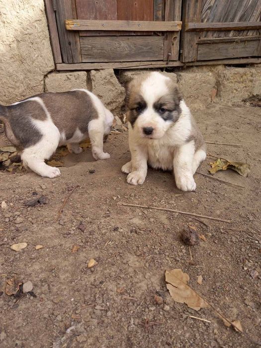 Щенки Алабая (месячные )
