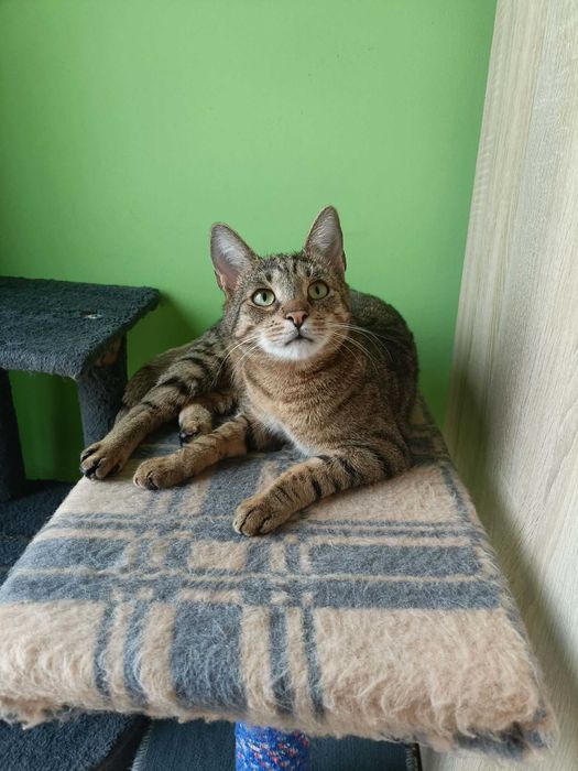 Eddie – profesjonalny pogromca wędek i kulek szuka domu!