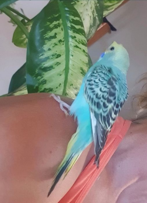 Piriquitos bebés criados à mão