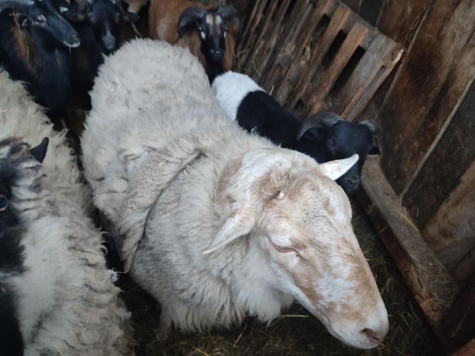 Baranki baranina jagniecina