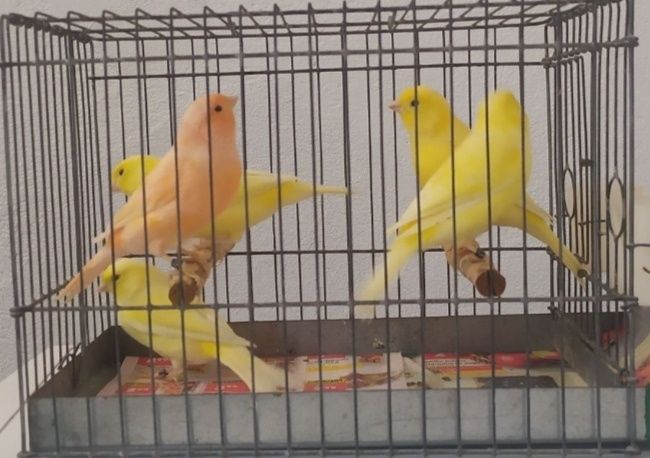 Samice żółte kanarka 2025r.