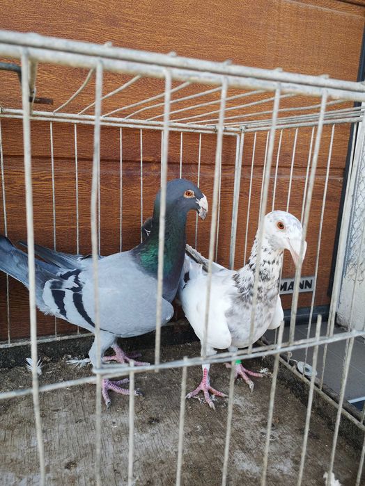 Gołebie Rzeszowskie