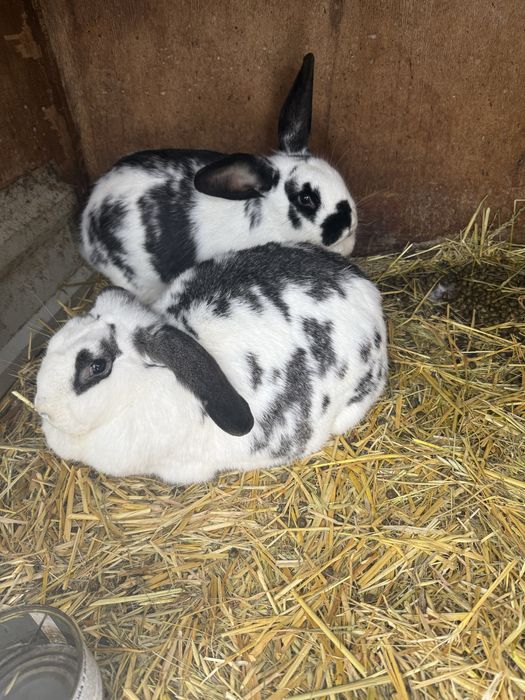 Кролики на розплід/мяʼсо