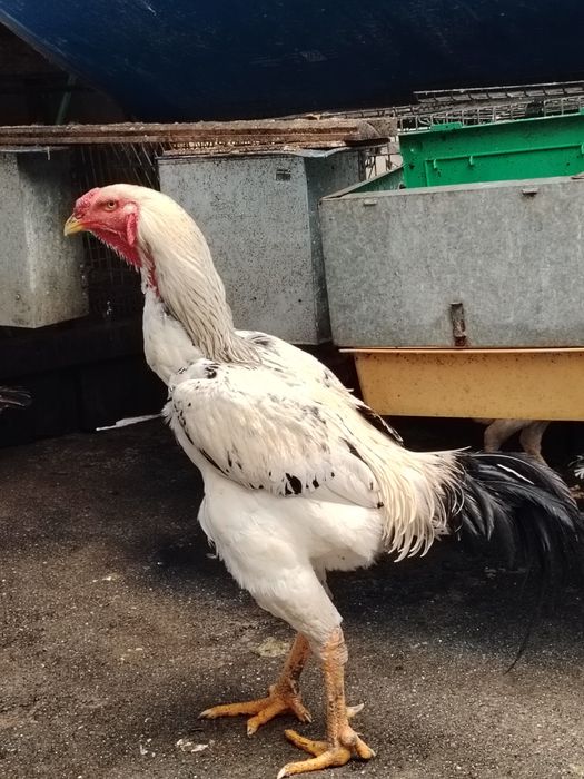 Galinhas Índio Gigante