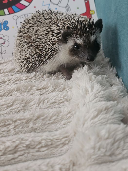 Jeż pigmiejski, roczny