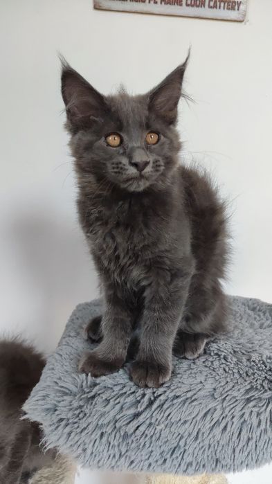 Maine Coon niebieska kotka