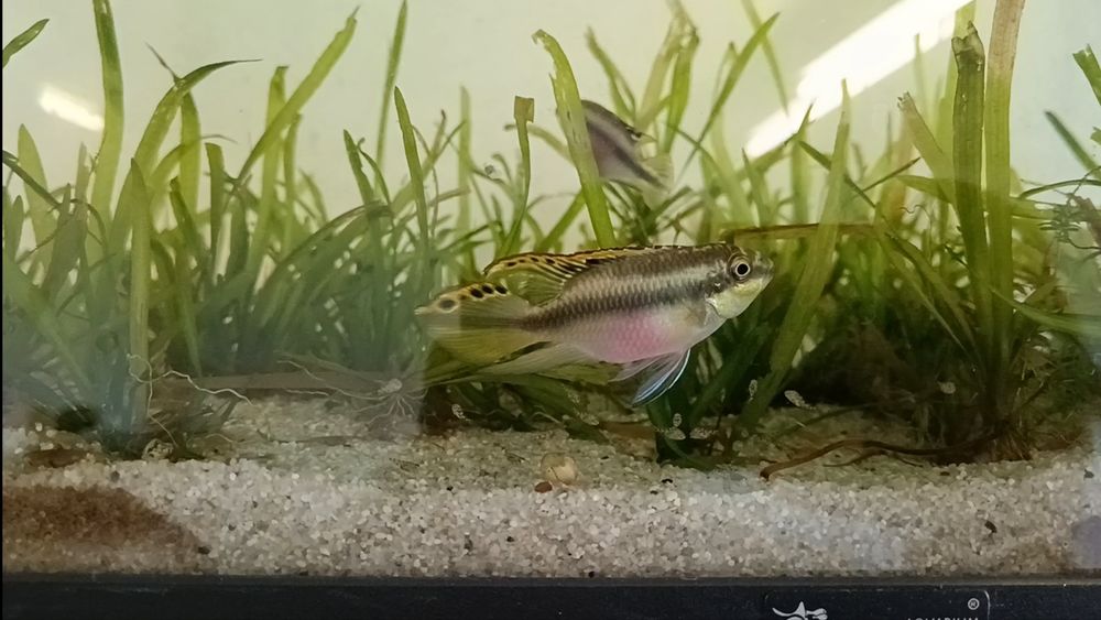 Kribensis (pelvicachromis pulcher)