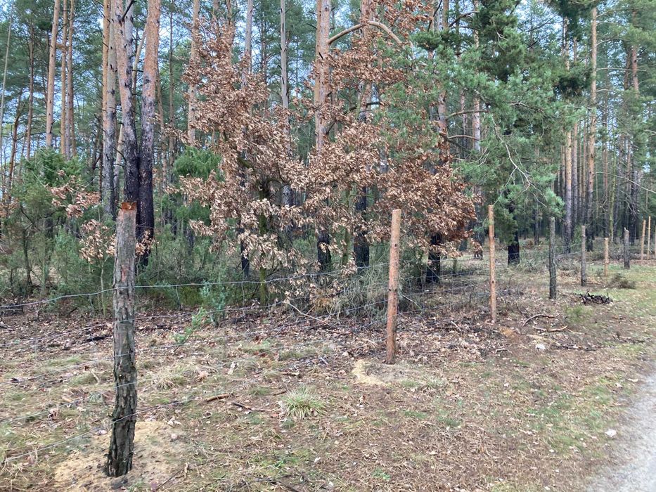 Działka leśna, Karolinów, Zalew Sulejowski