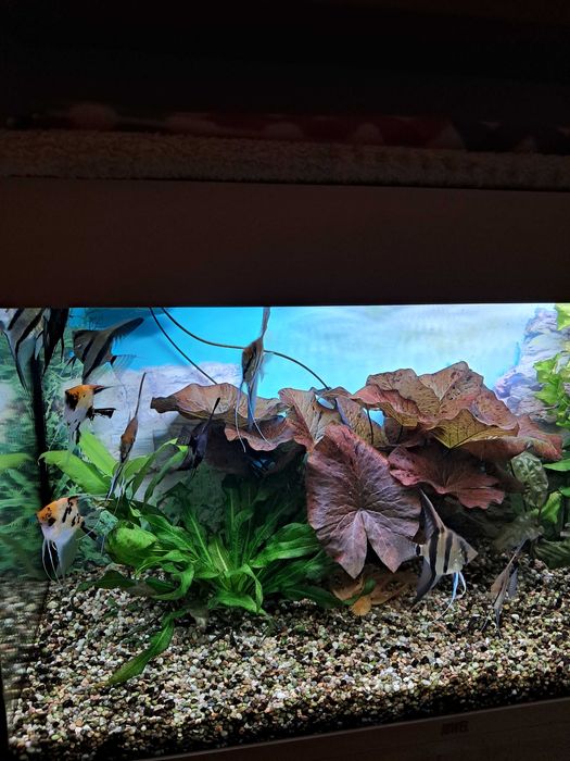 Skalary11 szt.duze i zdrowe.