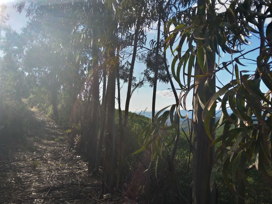 Terreno rustico zona de pinhal 3.8ha