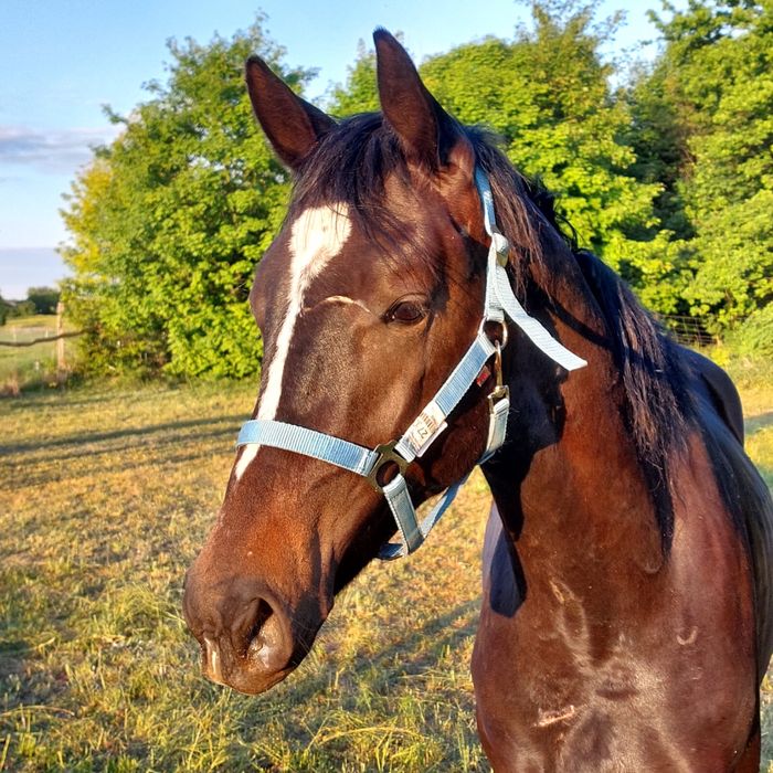Na sprzedaż wałach .