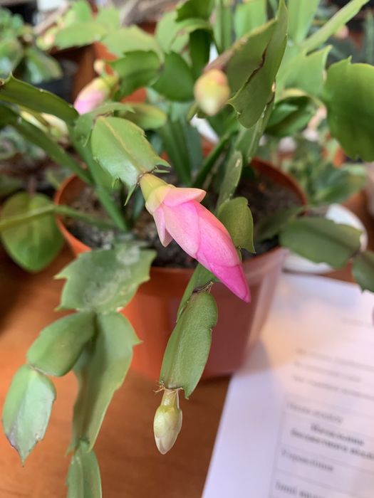 Різдвяник (шлюмбергер)