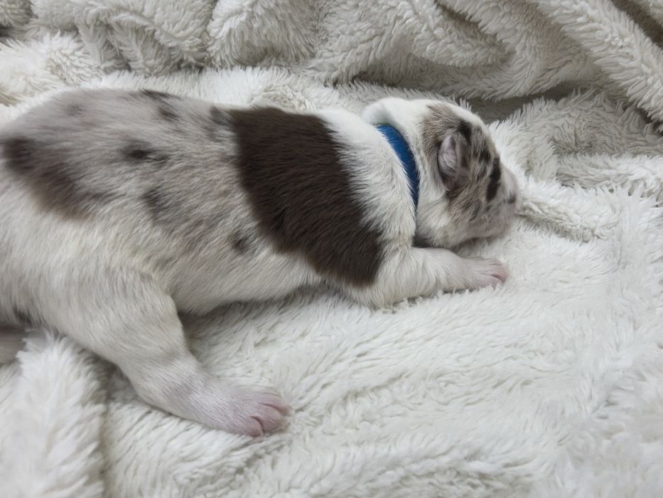 Border Collie Red merle
